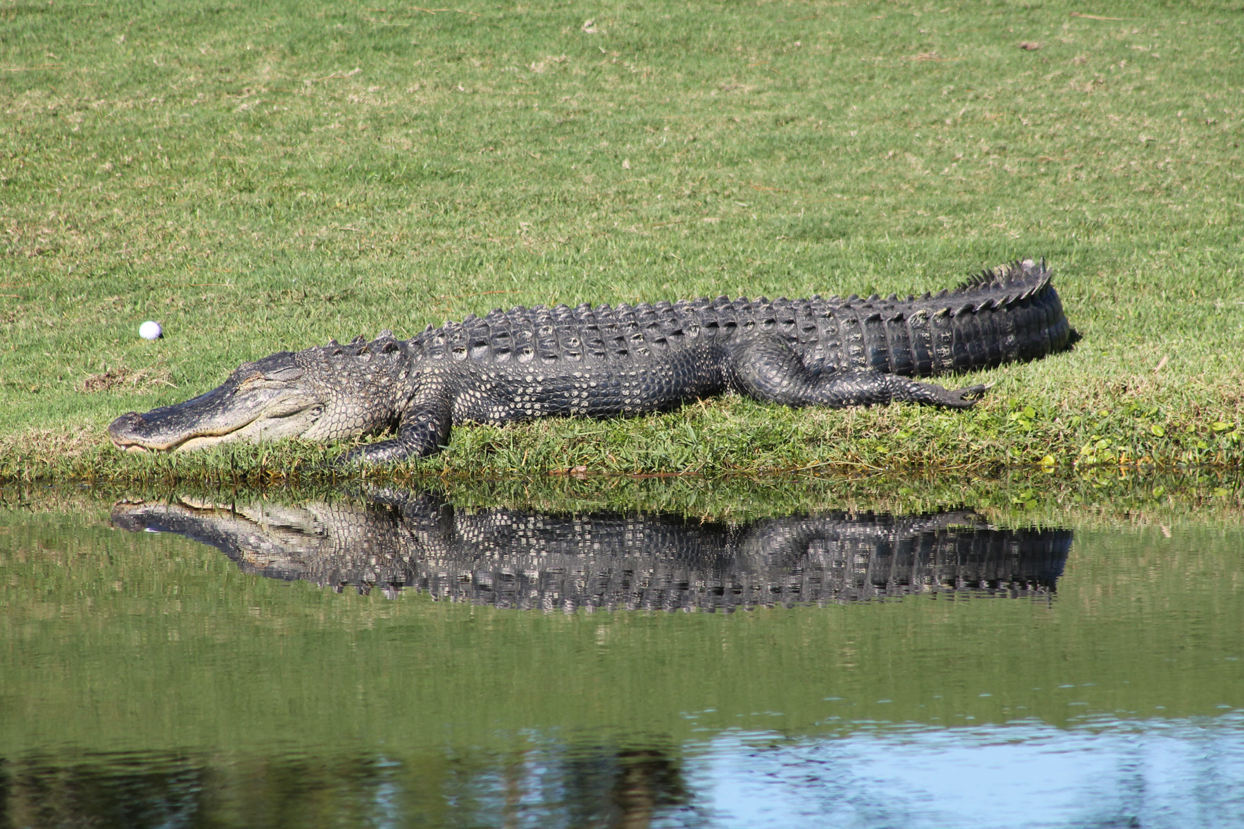 gator pc