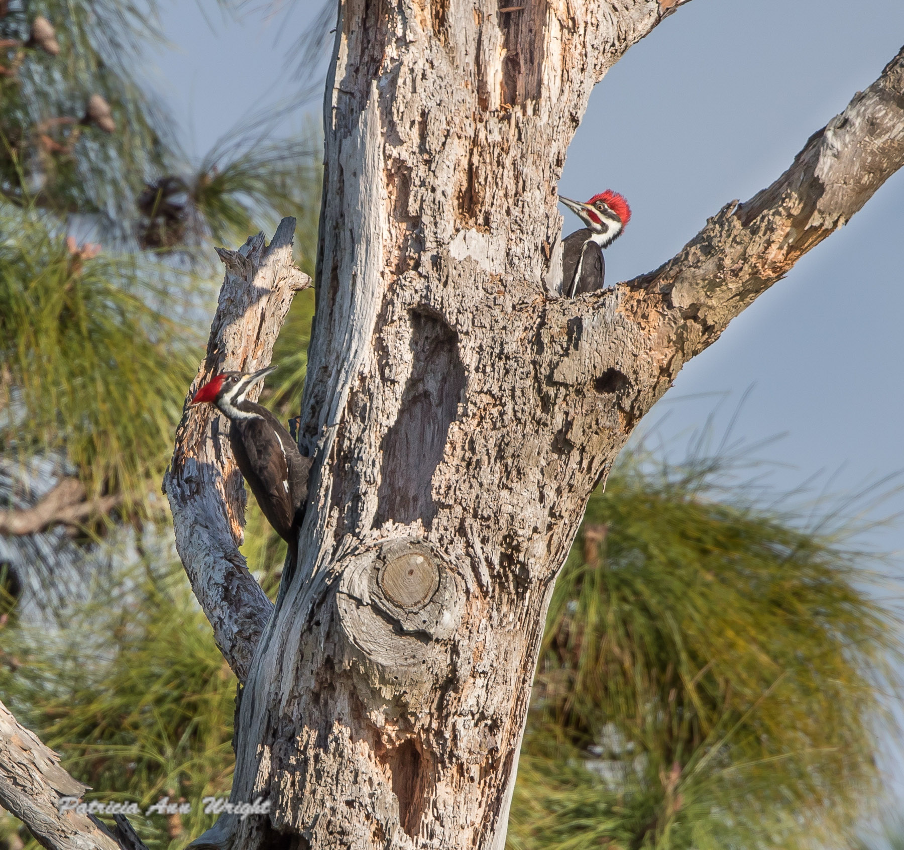 Red Headed woodpecker